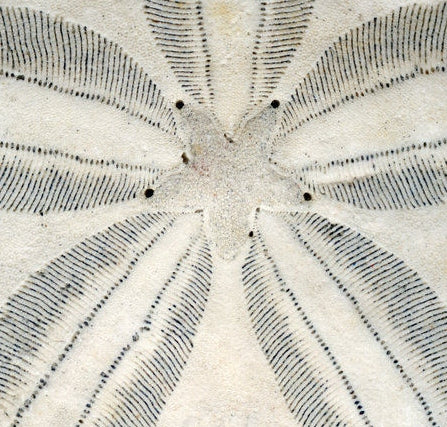 8 Sand dollar texture