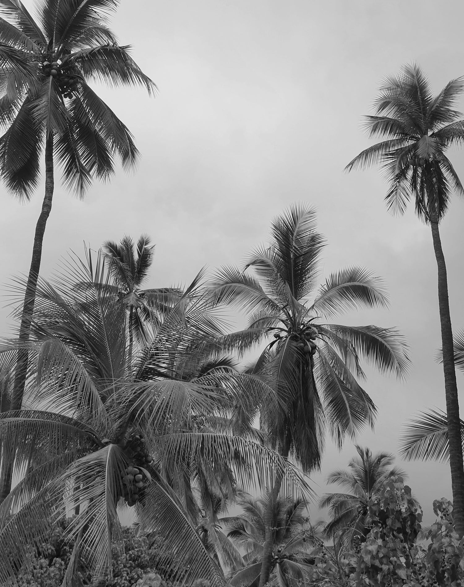 21 Palms of Puʻuhonua o Hōnaunau