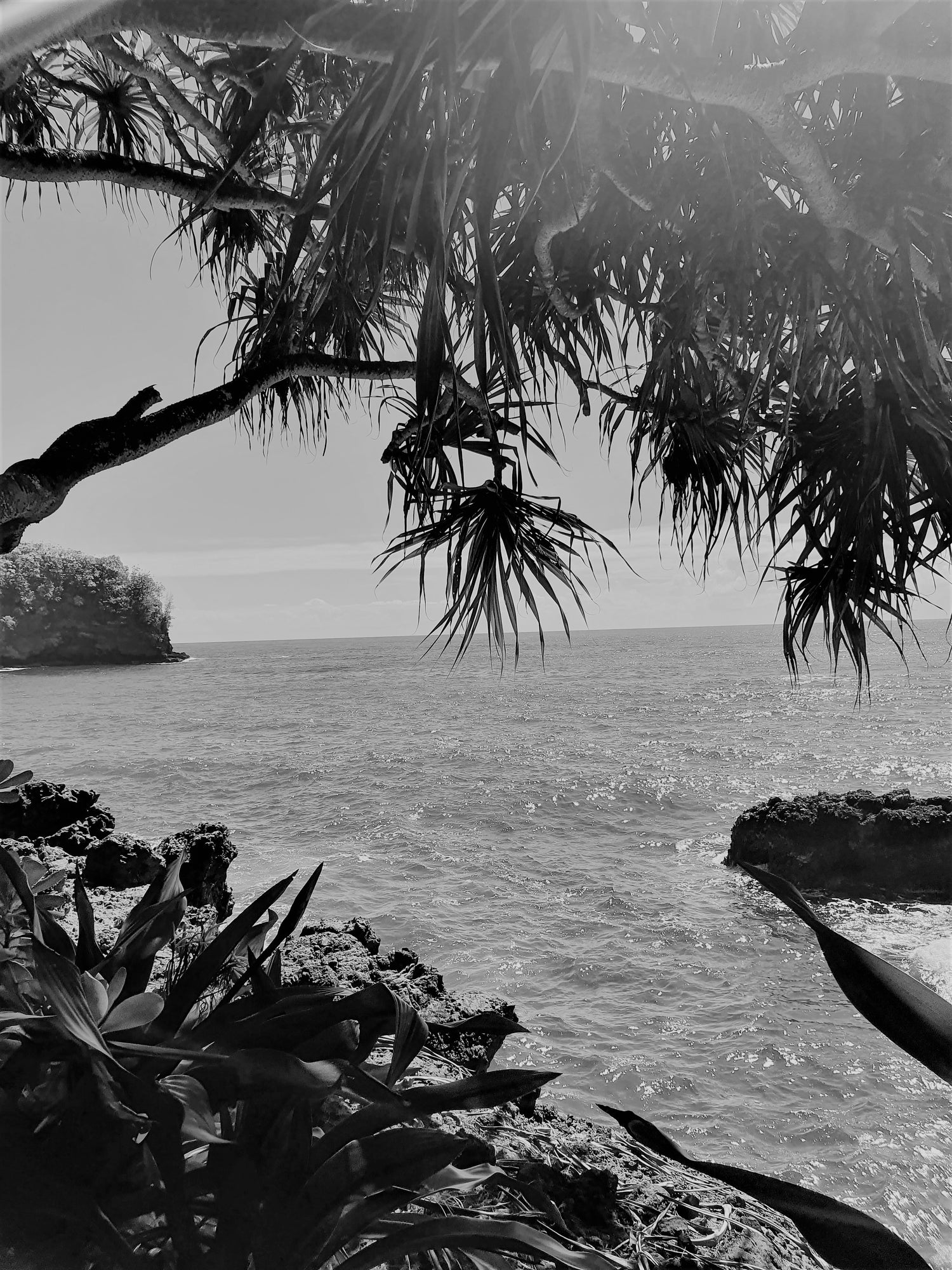 9 View of the Pacific ocean with Hala trees