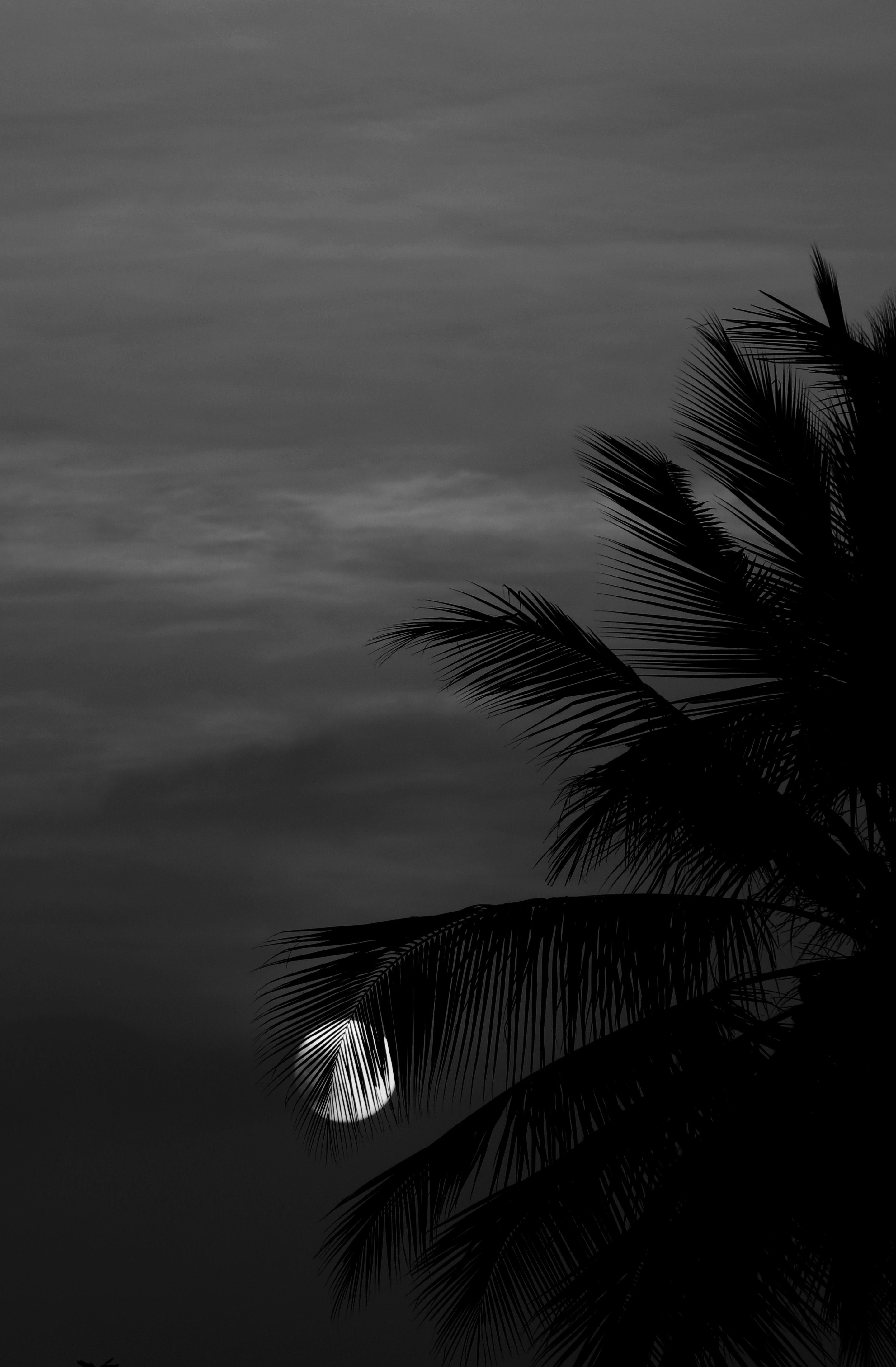 69 Brilliant through palm leaves at night.